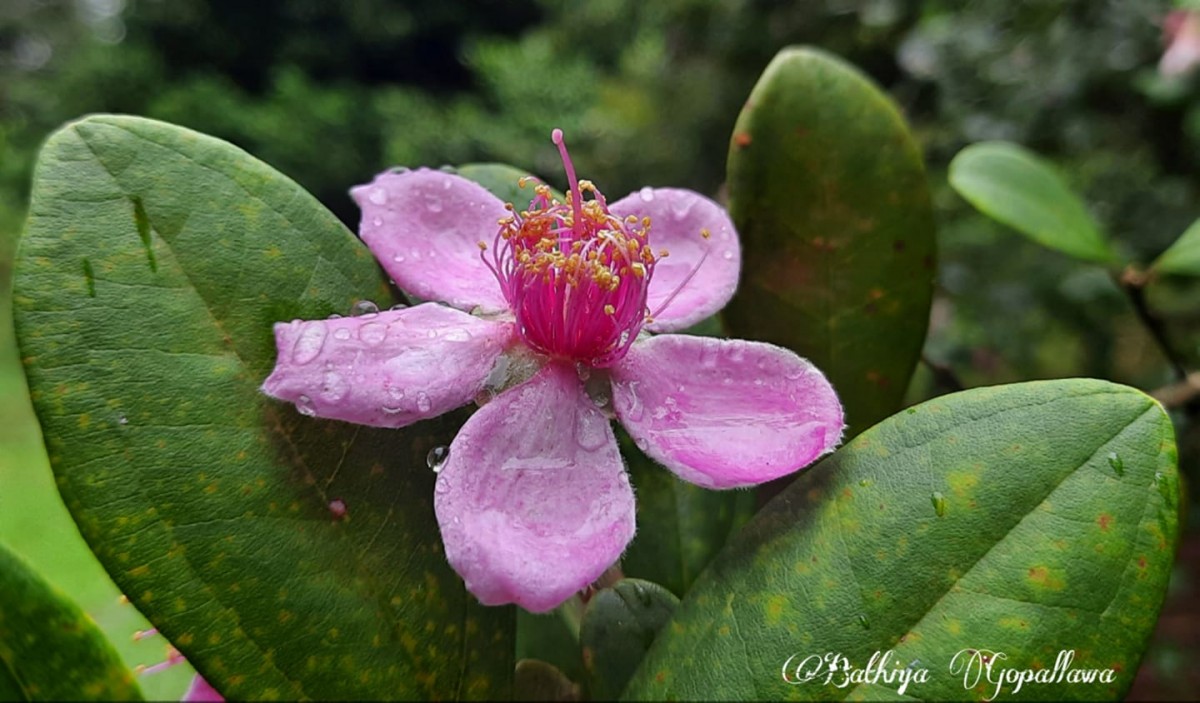 Rhodomyrtus tomentosa (Aiton) Hassk.